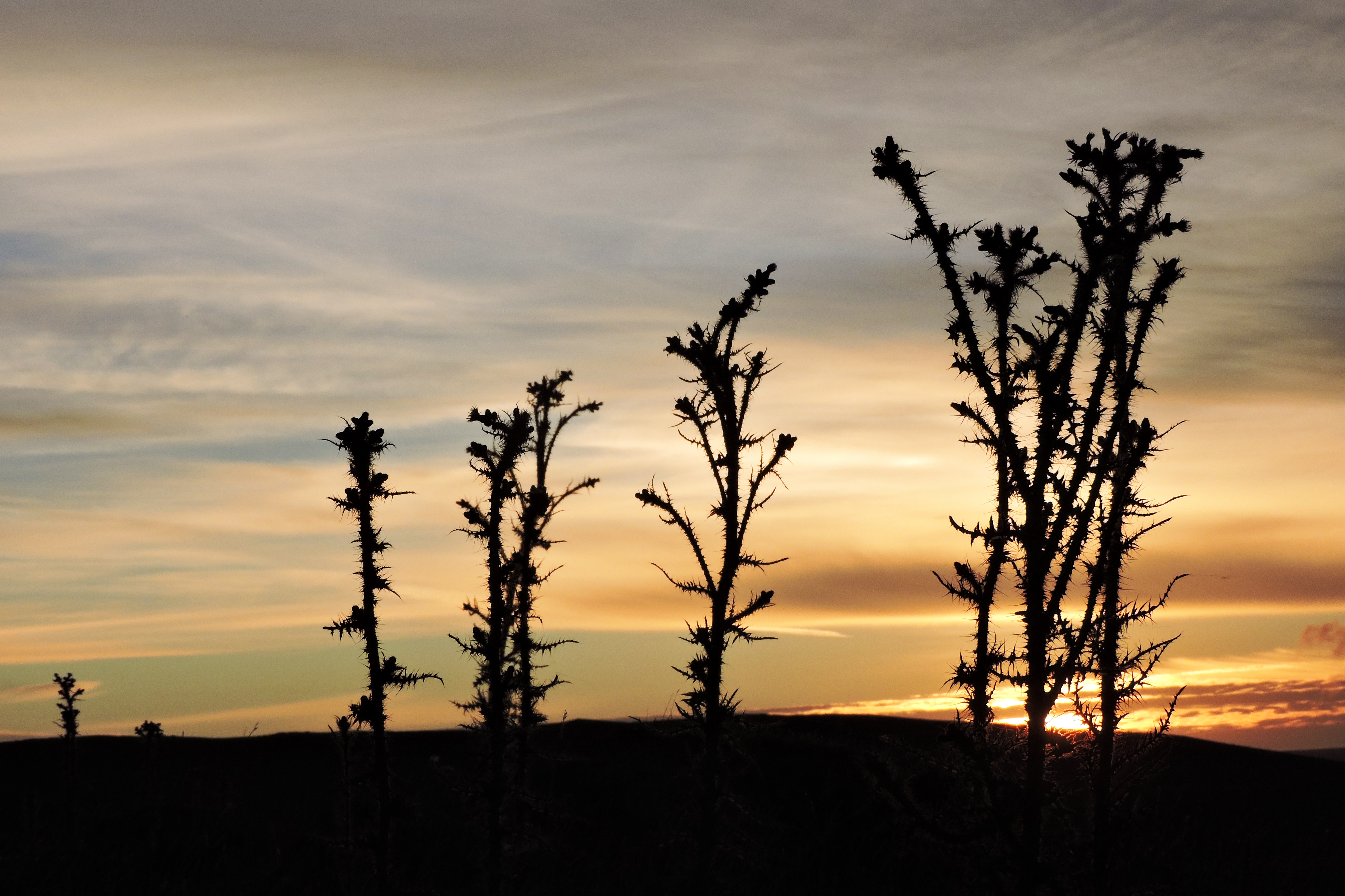 THISTLES AT SUNSET Bill Bagley Photography